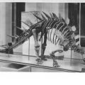 Paläontologische Abteilung, Stachelschwanzsaurier aus der Jurazeit - 1968 / 1974