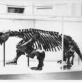 Altertümliches Landreptil "Bradysaurus baini" aus der Permzeit - 1967 / 1969