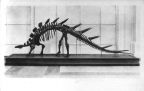 Stachelschwanzsaurier aus Ostafrika (Kentrurosaurus aethiopicus) - 1952