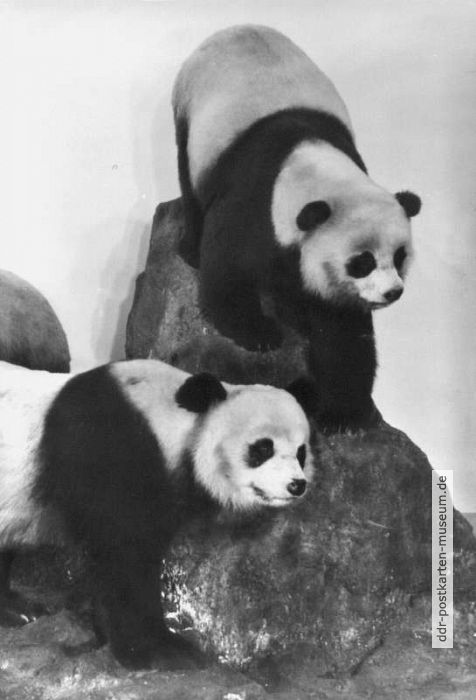 Zoologische Abteilung, Große Pandas (Bambusbären) - 1978