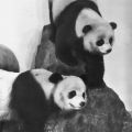 Zoologische Abteilung, Große Pandas (Bambusbären) - 1978