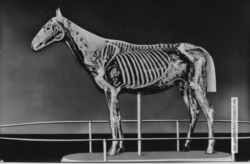 Deutsches Hygiene-Museum Dresden - Das "Gläserne Pferd", 1956-1962010