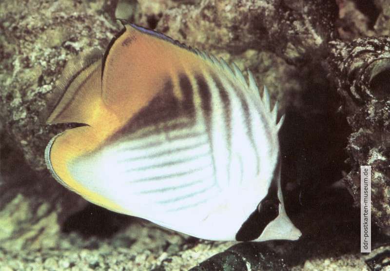 Fähnchenschmetterlingsfisch (Chaetodon auriga) - 1981