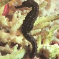 Seepferdchen (Hippocampus cuda) - 1980