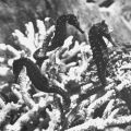 Seepferdchen (Hippocampus brevirostri) - 1976