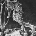 Kronen-Seepferdchen (Hippocampus brevirostri) - 1982