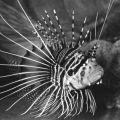 Strahlenfeuerfisch (Pterois radiata) - 1978