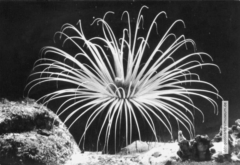 Zylinderrose (Cerianthus membranaceus) - 1976