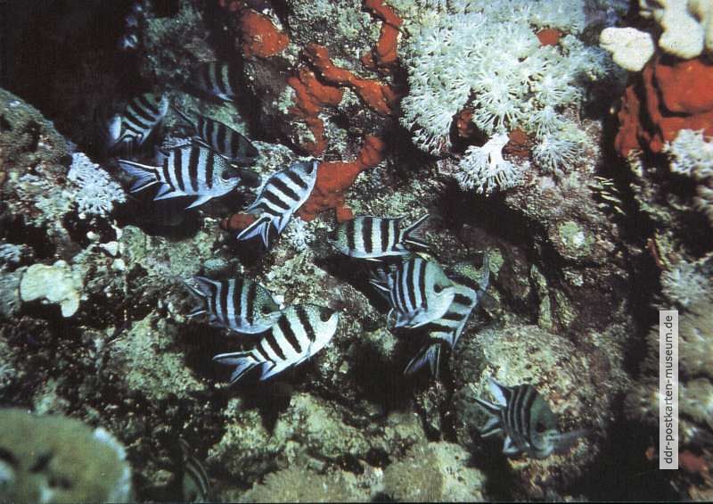 Frackschoß-Zebrafische (Abudefduf sexfasciatus) am Riffhang - 1984