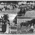 Volkseigenes Pferdezuchtgestüt, Neustädter Pferdetage - 1982