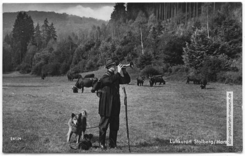 Harzkühe auf der Weide - 1956