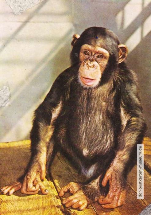 Affe (Schimpanse) - 1973