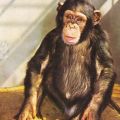 Affe (Schimpanse) - 1973