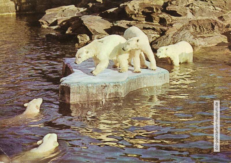 Eisbären - 1968