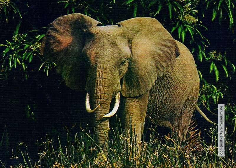 Elefant (Afrikanischer Steppenelefant) - 1978