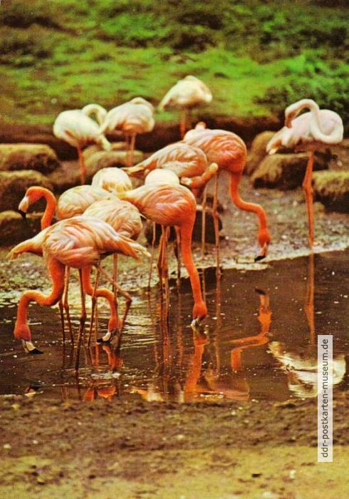 Flamingo - 1982