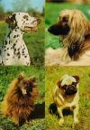 Hunde (Dalmatiner, Afghanischer Windhund, Kleinspitz und Mops) - 1977 / 1982