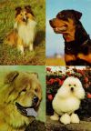Hunde (Collie, Rottweiler, Chow-Chow und Pudel) - 1979 / 1989