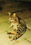 Katze, getigert - 1989