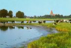 Kühe in Mecklenburg - 1990