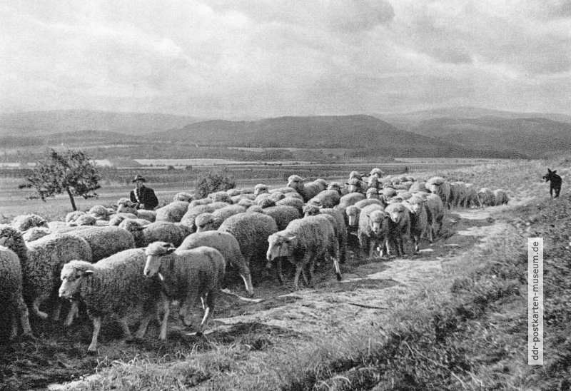 Schafe in der Herde ziehend im Harz - 1968