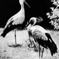 Storch (Weißstorchenpaar) - 1976