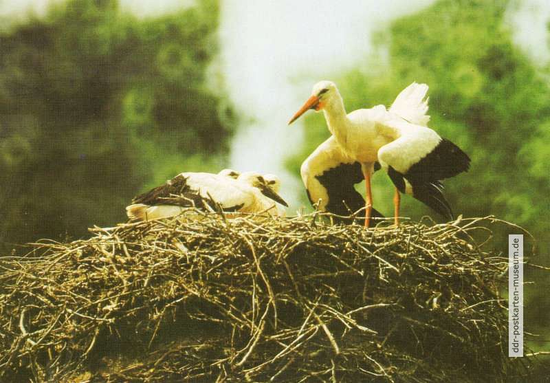 Storch (Weißstörche) - 1989