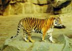 Tiger (Sumatra-Tiger) - 1985