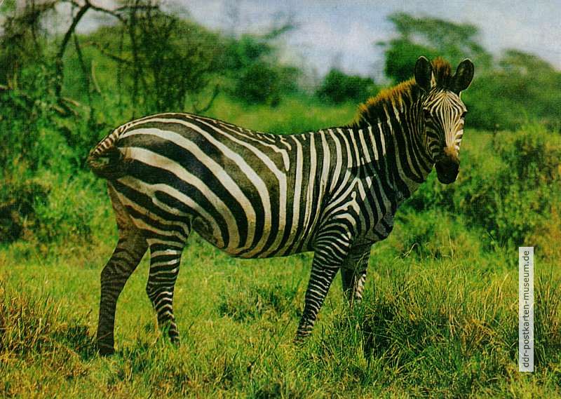 AZ-Zebra.JPG