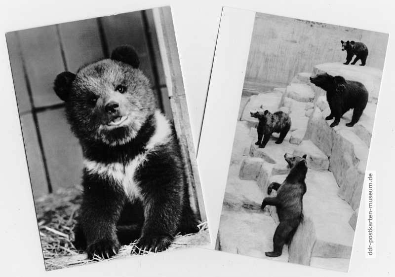 Tiergarten Hoyerswerda, junger Grizzly-Bär und Braunbären - 1990 / 1967