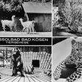 Tiergehege in Bad Kösen - Lamas, Pfau, Braunbären und Leopard - 1973