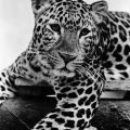 Bad Kösen, Leopard im Tiergehege - 1971