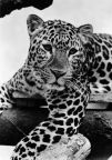 Bad Kösen, Leopard im Tiergehege - 1971