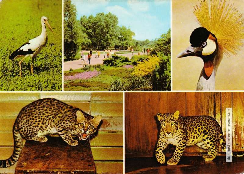 Tierpark Berlin - Maguaristorch, Kronenkranich, Salzkatze und Leopard - 1975