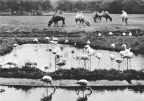 Tierpark Berlin, Aussicht über die Flamingo-Lagune zur Kamelwiese - 1965