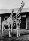 Tierpark Berlin, Angola-Giraffen "Ursel" und "Fridolin" - 1963