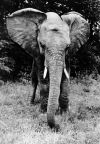 Tierpark Berlin, Afrikanischer Elefant "Hannibal" - 1959
