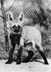 Tierpark Berlin, junger Mähnenwolf drei Monate alt - 1973