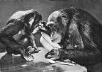 Tierpark Berlin, Schimpansinnen "Susi" und "Kitty" beim Mittagessen - 1958