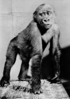 Tierpark Berlin, zweijähriger Gorilla "Raffa" - 1968