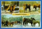 Tierpark Cottbus- Lamas, Wisente, Haflinger Pferdegespann, Trampeltiere - 1984