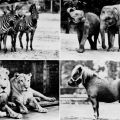 Tierpark Cottbus - Zebras, Asiatische Elefanten, Löwenpaar und Shetland-Pony - 1975