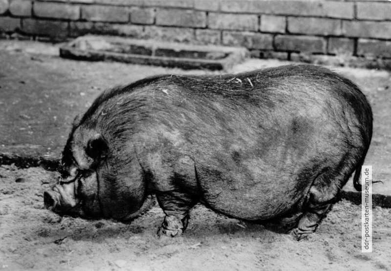Tierpark Cottbus, Vietnamesisches Hängebauchschwein - 1982