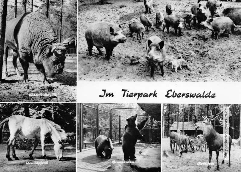 Im Tierpark Eberswalde - 1968 / 1973