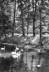 Tierpark Eberswalde, Schwäne im Wildpark - 1966