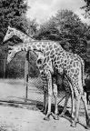 Tierpark Erfurt, Giraffen im Freigehege - 1969
