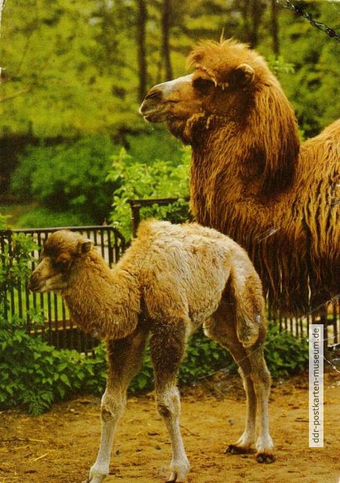 Tierpark Görlitz, Trampeltier mit Jungem - 1987