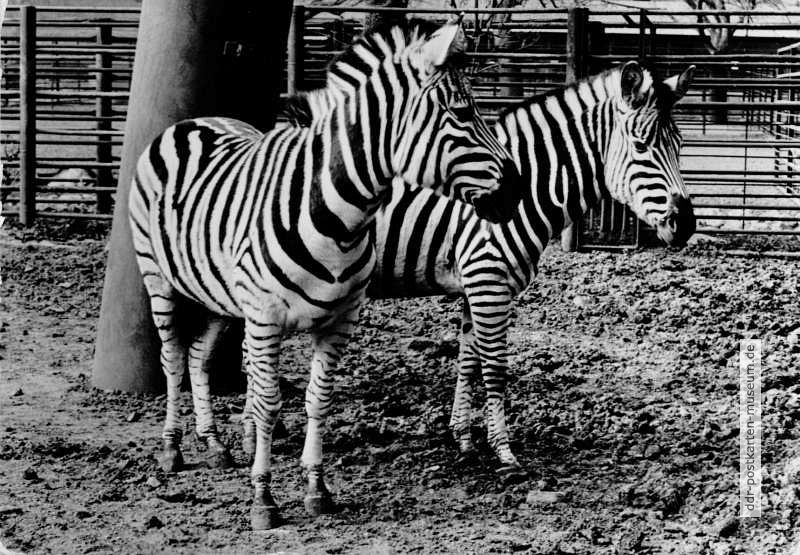 Tierpark Görlitz, Zebras - 1979