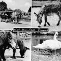 Tierpark Karl-Marx-Stadt -Kremsergespann, Zwergesel, Shetland-Ponys und Höckerschwan - 1978