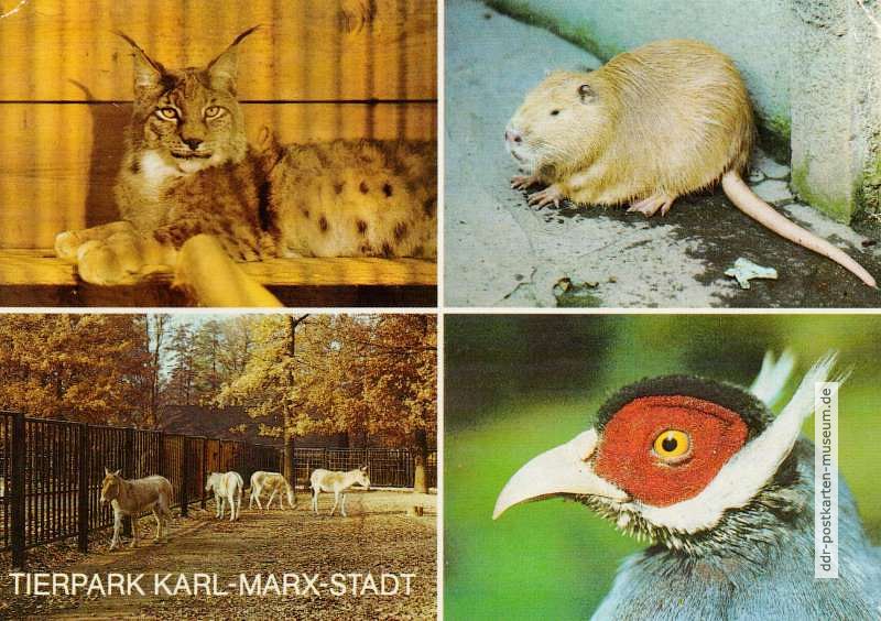 Tierpark Karl-Marx-Stadt - Sibirischer Luchs, Bisamratte, Wildpferde und Ohrfasan - 1988